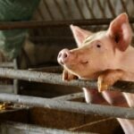 19143087_1868403223422249_7208002542230649243_o