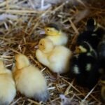 19237956_1868407426755162_2121810399975538374_o