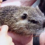 Elevage de myocastor Compiègne